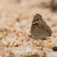 Junonia orithya Linnaeus, 1758